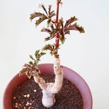 Image result for Cyphostemma quinatum