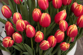 Image result for jarní květiny