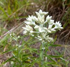 Image result for Allophylus tanzaniensis