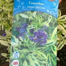 We did not find results for: Ceanothus Lemon And Lime 3l California Lilac