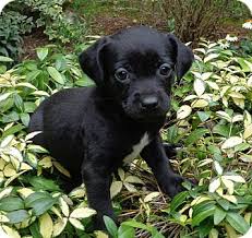 These puppies have grown to enter different working fields, such as police k9, search and rescue, narcotics and explosive detection, and just being a family pet. Mooresville Nc Corgi Meet Dublin A Pet For Adoption
