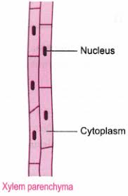 Tissues Class 9 Extra Questions Science Chapter 6 Learn Cbse