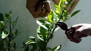 Descargar mpmusica es una app desarrollada por outly ltd. Descargar Musica Obtener Alas Extremadamente Rapido Mp3 Gratis Grantono Net