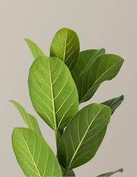 Image result for Ficus asperifolia