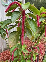 Image result for Acalypha hispida