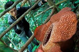 Check spelling or type a new query. 6 Perbedaan Harus Diketahui Antara Bunga Bangkai Dan Rafflesia Halaman All Kompas Com