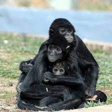 Spider Monkey Family Spider Monkey Animal Lover Monkey