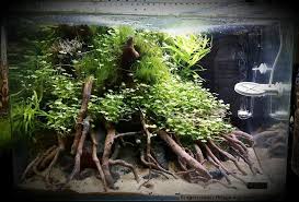 Inspired Aquascape Aquascape Aquarium Aquarium Garden
