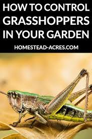 It's available as a dry, flaky product under the label nolo bait, which you can. How To Get Rid Of Grasshoppers In Your Garden Homestead Acres