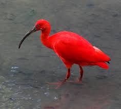 Zeker tussen het groen van de bomen is dat een fantastisch. Rode Ibis Boekielezen