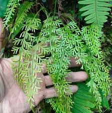 Image result for Asplenium elliottii