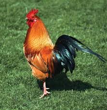 They lay exceptionally well, they're valued for their meat. The Rhode Island Red Wildramp