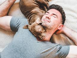 Cbd infused wild salmon dog treats at $25 pet sniffer salve nose salve 60ml at $20. The 10 Best Pet Med Stores For 2021 Free Buyers Guide