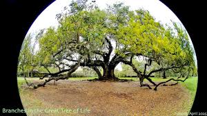 Image result for Alloteropsis paniculata