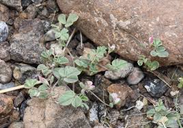 Image result for Argyrolobium rupestre