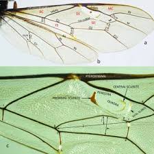 Image result for Triaspis dumeticola