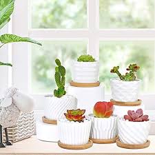 This is why drainage in potted plants is uber important. Succulent Pots White Ceramic Pots For Plants Set Of 6 Succulent Planters With Drainage Tray Bamboo Small Plant Pots 3 Inch Planter Pots Cactus Mini Flowers Pots With Saucer Garden Pots Pricepulse