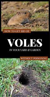How To Get Rid Of Voles In Your Yard And Garden Without Poisoning Slugs In Garden Garden Pest Control Garden Pests