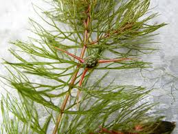 Image result for Ceratophyllum