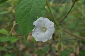 Image result for Merremia aegyptia