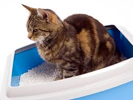 As with introducing kittens to a litter box, show your stray kitten the box, and possibly try gently digging its paw in the litter. Help He S Not Using The Litterbox Petfinder