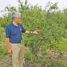 Pomegranates not ideal for growing in florida, but there's hope. Uf Ifas Plows Forward To Breed And Grow A Superfood The Pomegranate South Central Florida Life