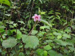 Image result for Urena lobata