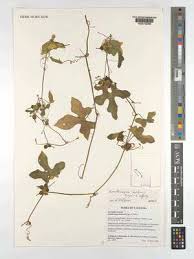 Image result for Corallocarpus schimperi