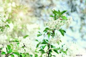 Coloratissimi fiori con cuore per abbellire ambienti, finestre, aule. Fiore Albero Primavera Natura Sfondo Soleggiato Giorno Di Pasqua E Foto D Archivio Crushpixel