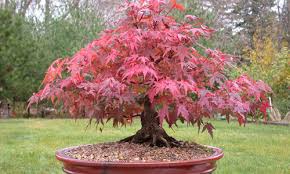 How to create a maple (acer) bonsai tree in 20 mins by peter chan. Bonsai Plants By The Indian Nursery Bonsai Plants From Hooghly West Bengal Id 3673920