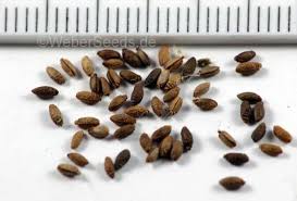 Geranium robertianum, Herb Robert