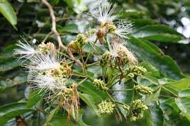 The ice cream bean tree (inga edulis) grows in u.s. Ice Cream Bean Tree Guaba Caite Inga Spectabilis