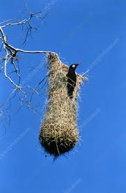 Image result for Nidorella pinnata