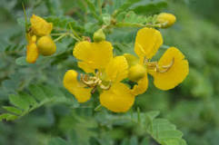 Image result for tanner's cassia benefits for skin