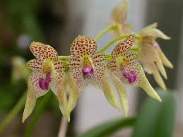 Image result for Bulbophyllum comatum