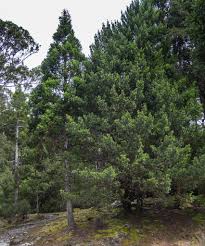 Image result for Phyllocladus trichomanoides