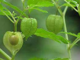 Tak terasa mulutku mulai mengeluarkan lenguhan. Lestari Agro Khasiat Buah Letup Letup Kelambu Cecah Facebook