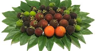 Image result for Dovyalis sp. A