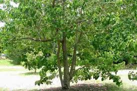 In brazil, gambia, honduras, ivory coast, malaysia, malawi, nigeria, panama, philippines, and sierra leone. Gmelina Arborea Alchetron The Free Social Encyclopedia