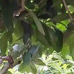 Image result for Ficus saussureana