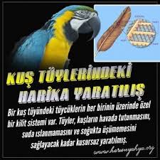 Bir Kus Tuyundeki Tuycuklerin Her Birinin Uzerinde Ozel Bir Kilit Sistemi Var Tuyler Kuslarin Havada Tutunmasini Suda Islanmamasini Ve S Animals Parrot Bird