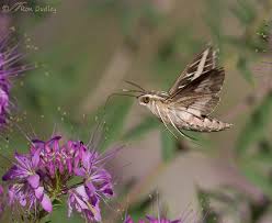 Check spelling or type a new query. Sphinx Hummingbird Moth In Flight 5 Images Feathered Photography