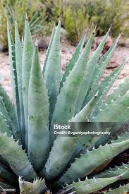 Image result for Aloe wildii