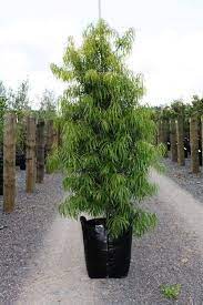 Afrocarpus gracilior (formerly podocarpus gracilior). African Fern Pine 5 Gallon Under The Sun Nursery Facebook
