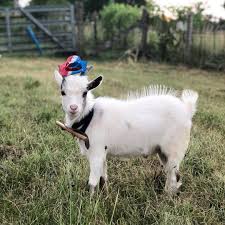 Pin On Animal Love