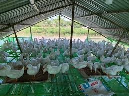 Bắt quả tang thiếu nữ 17 tuổi tàng trữ trái phép chất ma túy ở sơn la 30 phút. Hiá»‡u Quáº£ Tá»« Mo Hinh Há»— Trá»£ Thanh Nien Khá»Ÿi Nghiá»‡p ChÄƒn Nuoi Vá»‹t Sieu Thá»‹t