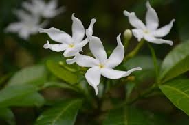 Ini dapat membantu anda mengenali nama pasti jenis bunga atau tanaman hias tertentu. Tanaman Hias Berbunga Indah Pinwheel Jasmine Tabernaemontana Divaricate Planter And Forester