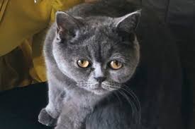 Shirts gucci print cards against humanity t shirt sweatshirts logos book cover. The Cat In This New Gucci Campaign Is A Big 2020 Mood Dazed