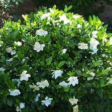 Frost Proof Gardenia Gardenia Trees Gardenia Plant Gardenia