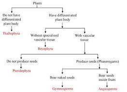 a complete classification chart of kingdom plantae science